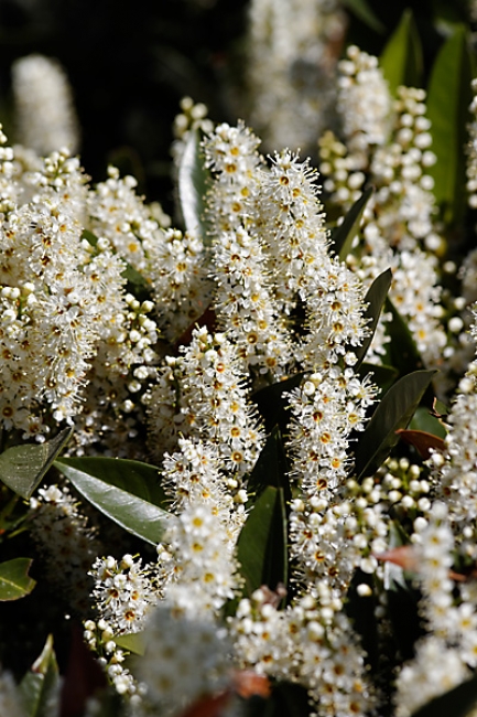 Jardin des Impressionnistes-006